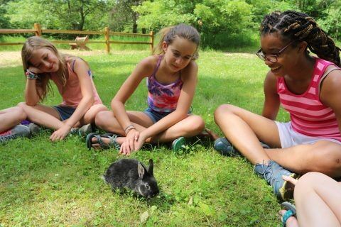 Farm Bunny D 480x320